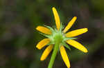 Clasping coneflower